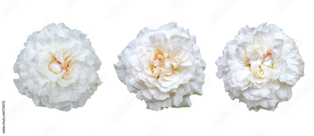 Collection of white roses isolated on a transparent background. Can be ...