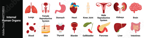 Human internal organs.Set of icons. Isolated on white background
