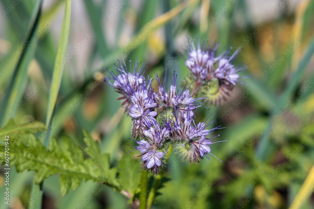 Honey plant phacelia in the meadow close-up Honey plant phacelia in the meadow close-up