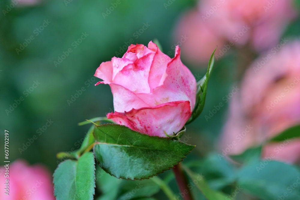 로즈, flower, 분홍, 뜰, 네이처, red, 식물, love, 미, flower, 식물, 로즈, 개화, 여름, 꽃잎, 나뭇잎, beautiful, 블로섬, 꽃봉오리, 꽃, 봄, 발렌타인, 기증, 나뭇잎 로즈, flower, 분홍, 뜰, 네이처, red, 식물, love, 미, flower, 식물, 로즈, 개화, 여름, 꽃잎, 나뭇잎, beautiful, 블로섬, 꽃봉오리, 꽃, 봄, 발렌타인, 기증, 나뭇잎