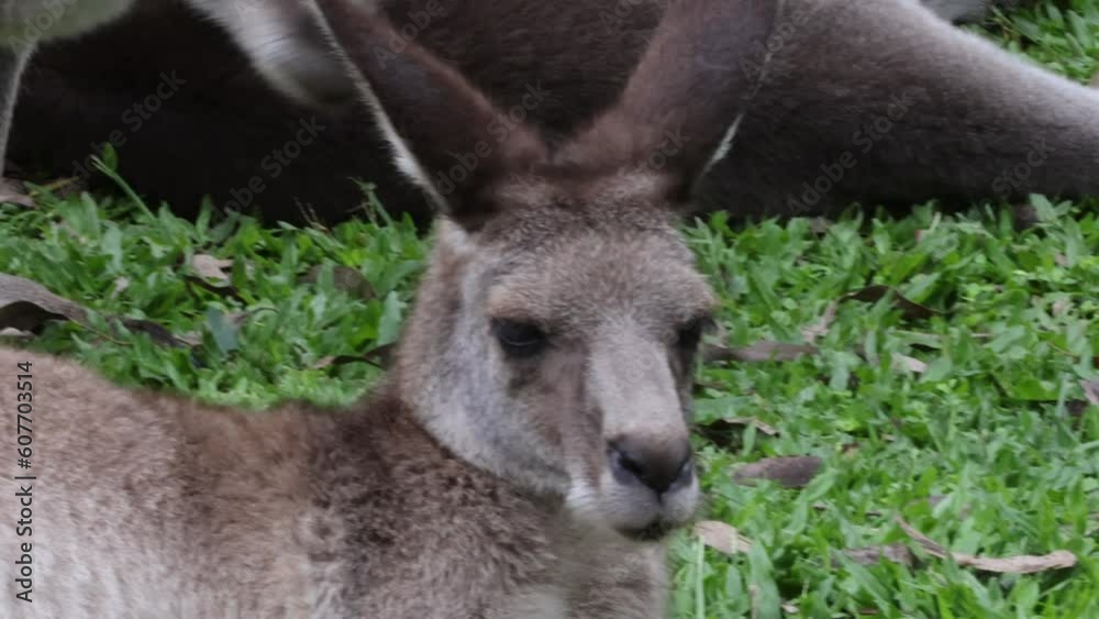 Close-Up of a Small Kangaroo Facing the Camera Close-Up of a Small Kangaroo Facing the Camera