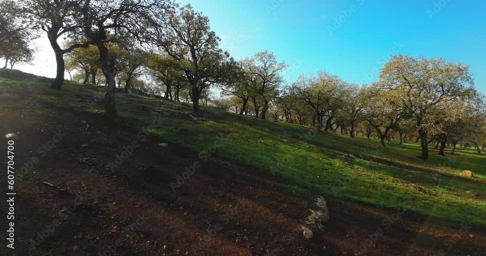 Bare Oak trees and green grass with flickering sun flare between branches, Low altitude smooth drone view Bare Oak trees and green grass with flickering sun flare between branches, Low altitude smooth drone view