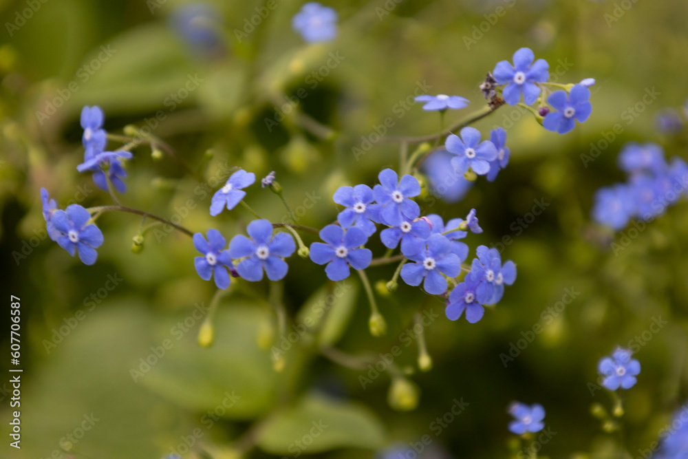 The flowers brunnea flowering in early spring. Unfocussed and blurry flowers. The beautiful blue brunnea on green background have a striking resemblance to flower with name forget me not The flowers brunnea flowering in early spring. Unfocussed and blurry flowers. The beautiful blue brunnea on green background have a striking resemblance to flower with name forget me not