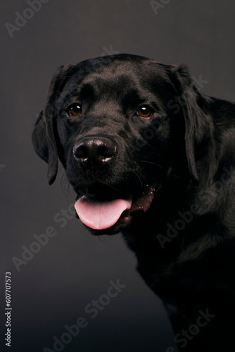 black labrador retriever dog with open mouth