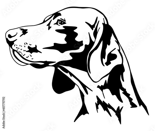 German Shorthaired Pointer. Monochrome vector portrait of a dog, pet, head. Stock image isolated on white background