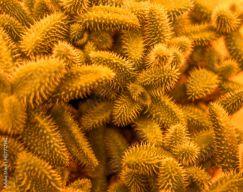 Toned pickle plant photo