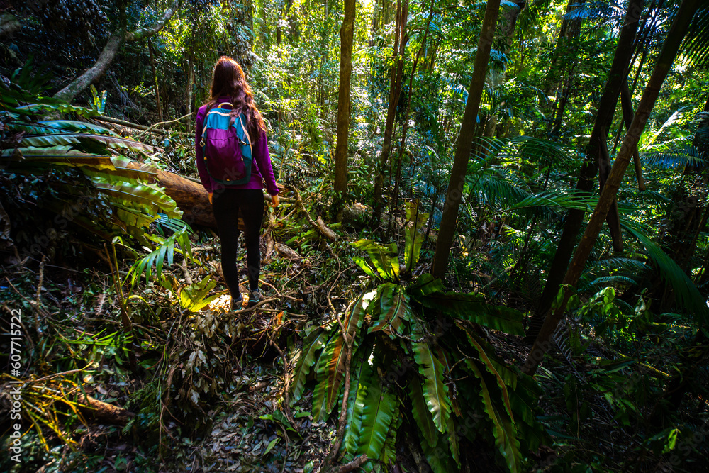 Beautiful girl hikes in magical Gondwana rainforest Warrie Circuit trail in Springbrook National Park, Gold Coast, Queensland, Australia Beautiful girl hikes in magical Gondwana rainforest Warrie Circuit trail in Springbrook National Park, Gold Coast, Queensland, Australia