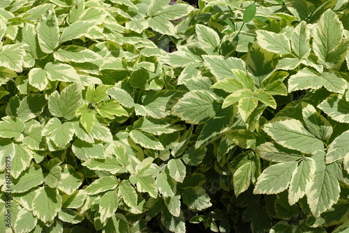 White and green foliage of variegated Aegopodium podagraria in June photo