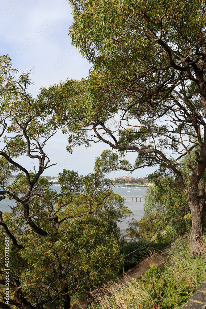 Fototapeta premium trees on beach foreshore with waterfront city of Geelong visible through the trees