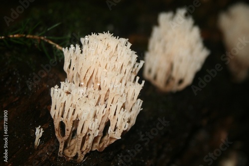 Artomyces pyxidatus on the rotting trunk of a fallen tree, crown tipped coral fungus photo