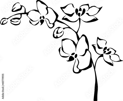 Orchid flowers branch. Black and white line art illustration of orchid flowers isolated on a white background. Vector illustration