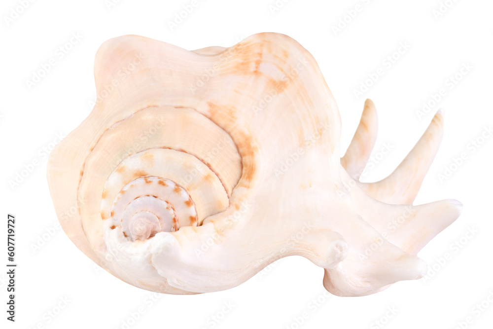 Seashell isolated on transparent background. Seashell isolated on transparent background.