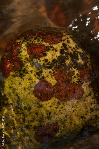 Hildenbrandia rivularis - red alga growing on the stone in the bed of a rapid stream photo