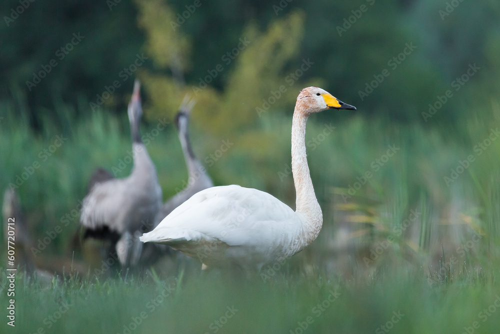Fototapeta premium a juvenile whooper swan and a pair of mating cranes in the background, cygnus cygnus, grus grus