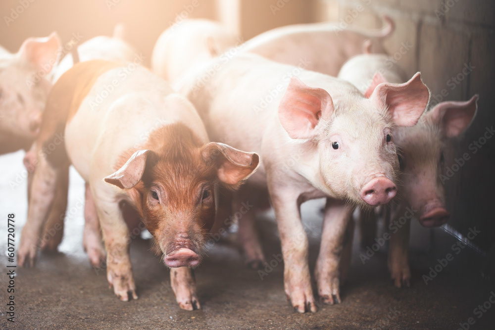 Ταπετσαρία pig farming industry fattening pigs for consumption of meat , Pork is the food of the world's population