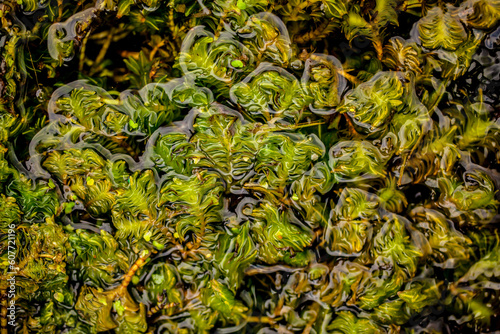 Opposite-leaved pondweed, Groenlandia densa photo