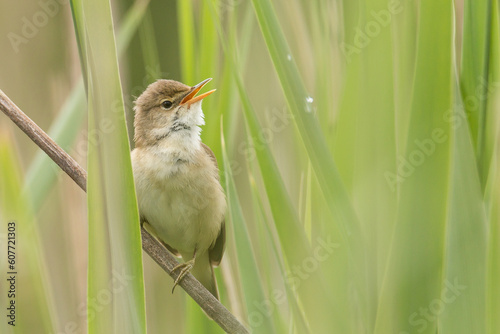 common reed warbler (Acrocephalus scirpaceus) singing in the reeds photo