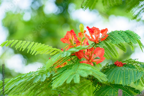 Foto Flame tree or Royal Poinciana tree