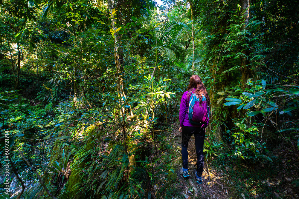 Beautiful girl hikes in magical Gondwana rainforest Warrie Circuit trail in Springbrook National Park, Gold Coast, Queensland, Australia