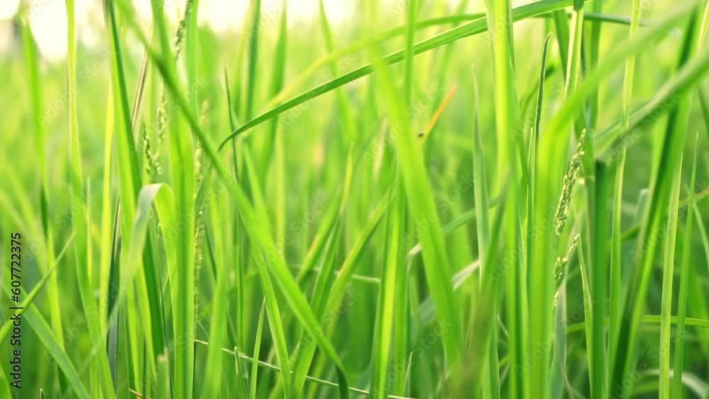 Grass swaying in the wind blow on sunset. Green juicy lawn, meadow, field of fresh grass close up. Narural, plant, spring background Grass swaying in the wind blow on sunset. Green juicy lawn, meadow, field of fresh grass close up. Narural, plant, spring background