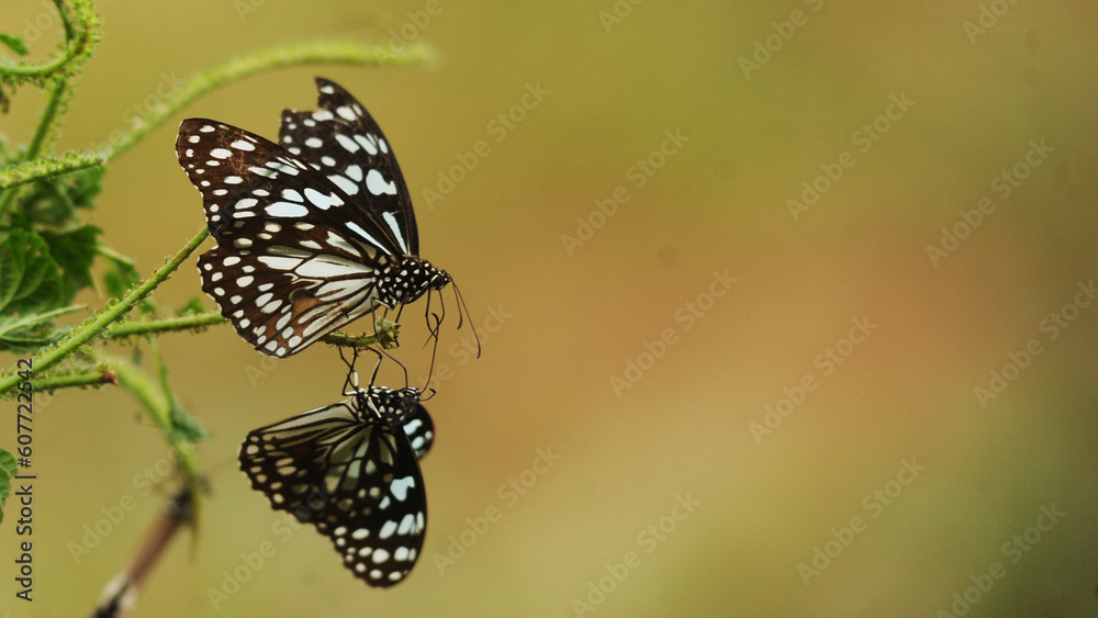 Obraz premium 2 butter flies 