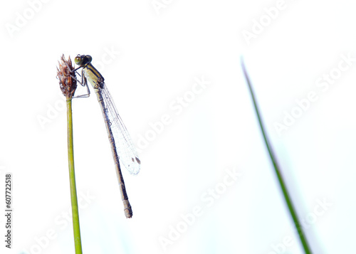damselfly perched on a reed