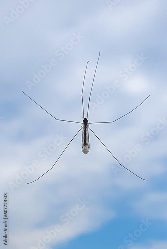 A close-up of a fly Dicranomyia modesta sitting on the window with the sky in the background © sebi_2569