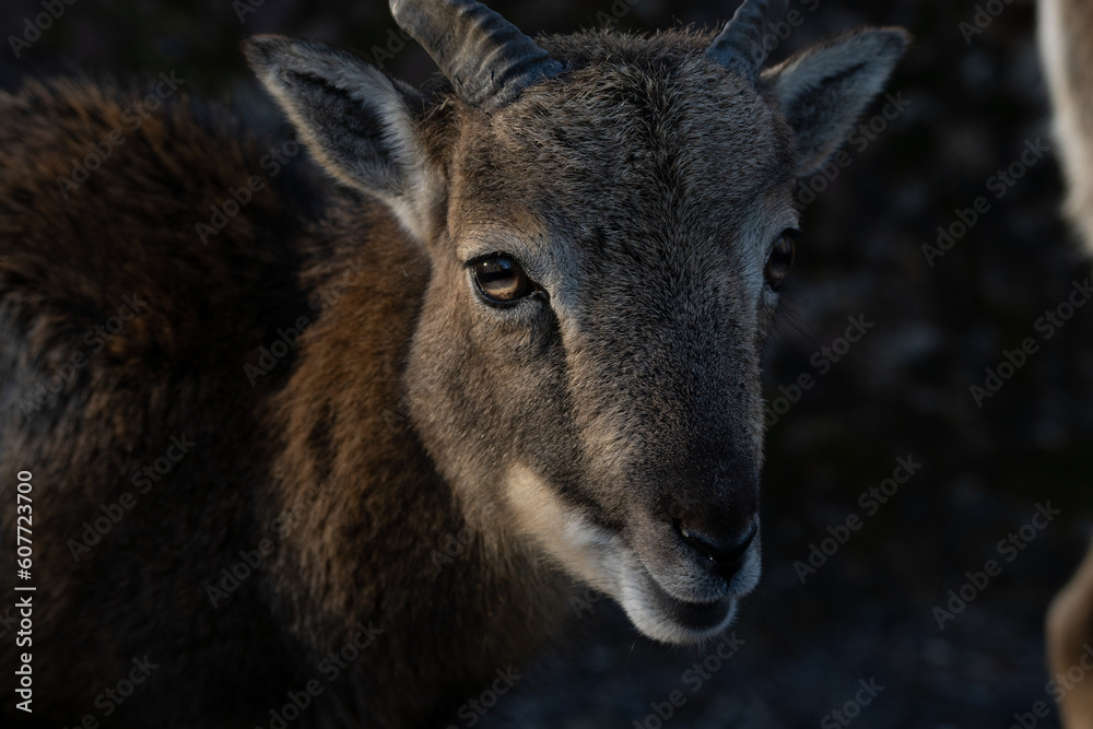 Fototapeta premium Zeige nahaufnahme