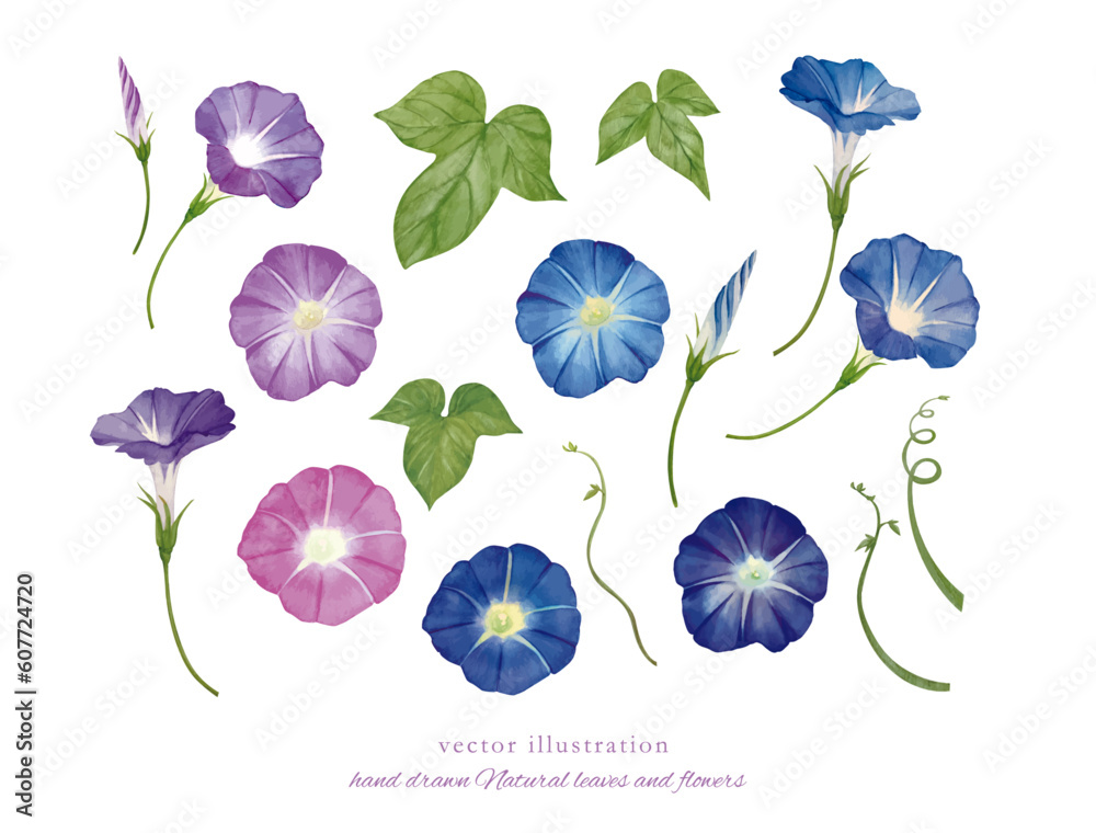 Fototapeta premium 水彩手書きの涼しげなブルーのアサガオの素材セット