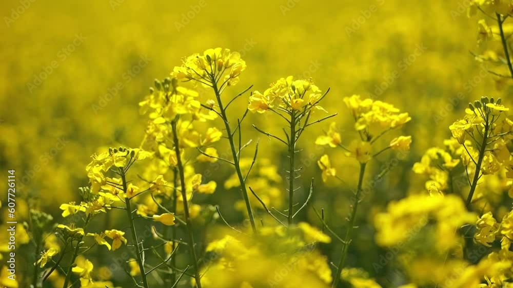 A field of blooming rapeseed in macro shots. Close-up of inflorescences and grains. A field of blooming rapeseed in macro shots. Close-up of inflorescences and grains.