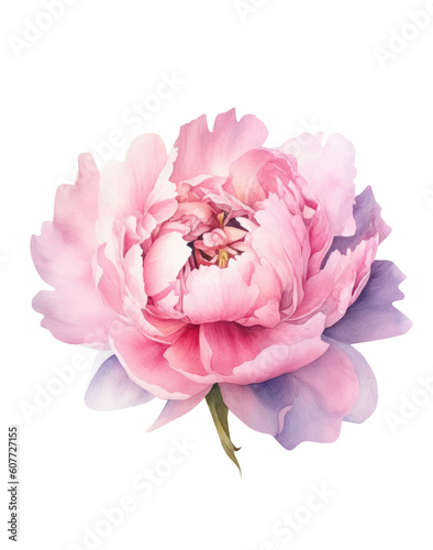 Watercolor pink Peony, summer floral blossom, Generative AI, png image. © ArtMaslyana