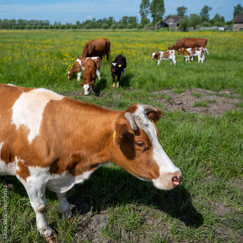 spotted red and white calfs and cow in spring meadow filled with yellow buttercup flowers in holland