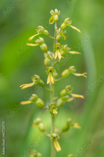 A beautiful listera ovata orchid protected in the middle of a forest in Moravia in the Czech Republic 