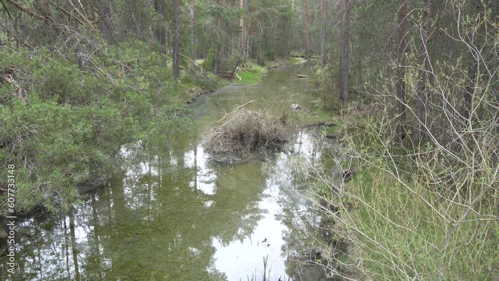 Río Tajo en la zona del Alto Tajo , bosque de pino a ambos lados del cauce.