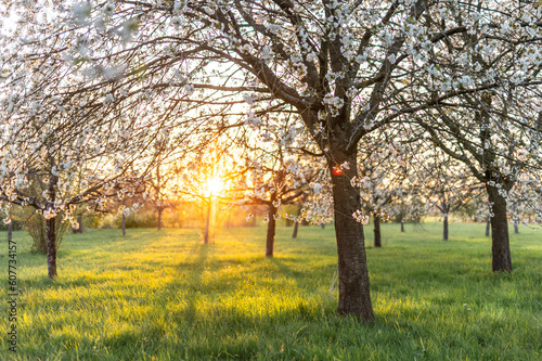 Romantischer Sonnenuntergang im Frühling zwischen blühenden Kirschbäumen und weißen Kirschblüten