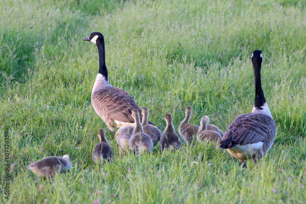 A beautiful animal portrait of Canadian Geese and their baby chicks A beautiful animal portrait of Canadian Geese and their baby chicks