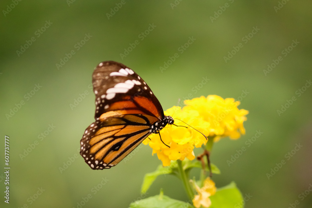 closeup of a Butterfly on a yellow flower in a garden in the summer closeup of a Butterfly on a yellow flower in a garden in the summer