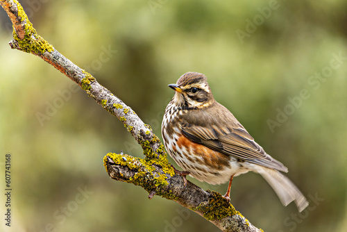 Red-winged Thrush or Turdus iliacus, perched on a twig.