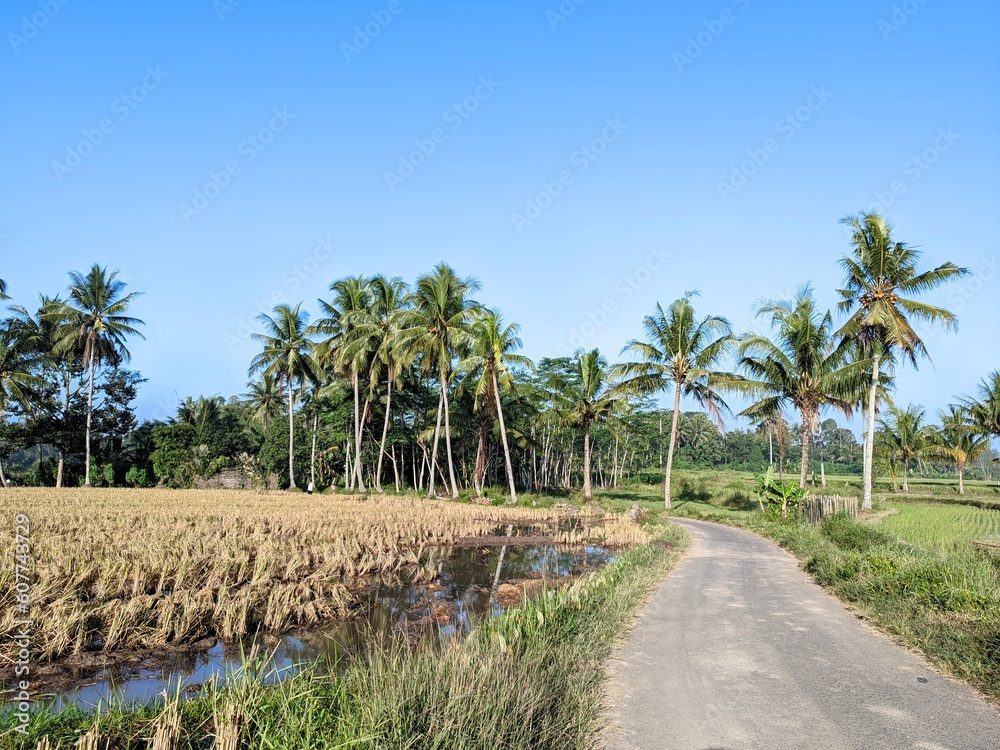 Rice fields with the sky blue