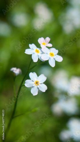 Florecillas silvestres de pétalos azul claro en bosque de Asturias photo