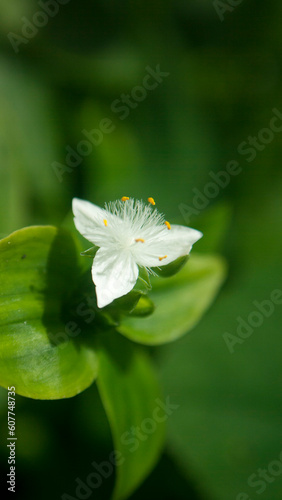 Pequeña flor silvestre de pétalos blancos y pistilos amarillos en 