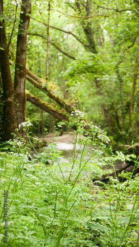 Troncos y ramas en bosque verde de Asturias