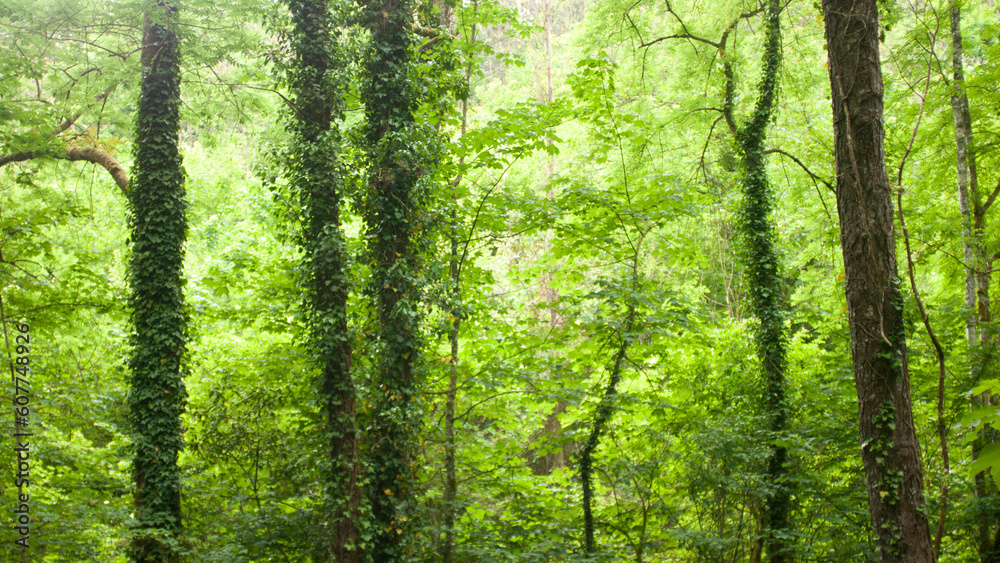 Fototapeta premium Troncos y ramas en bosque verde de Asturias