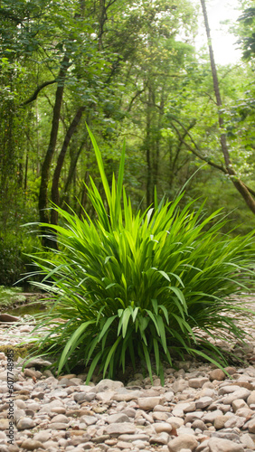 Arbusto verde silvestre en cuenca de riachuelo en bosque de Asturias