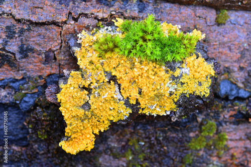 The yellow lichen Xanthoria parietina with moss on a branch photo