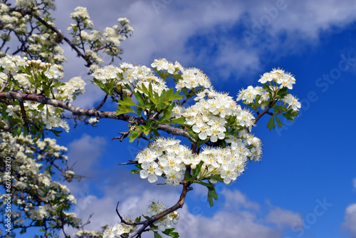 Hawthorn flowers (Crataegus...