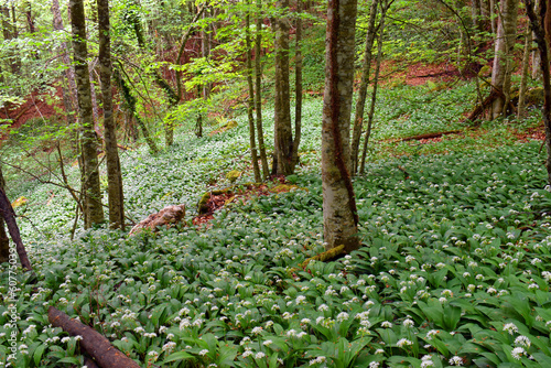 Flowering wild garlic (Alli...