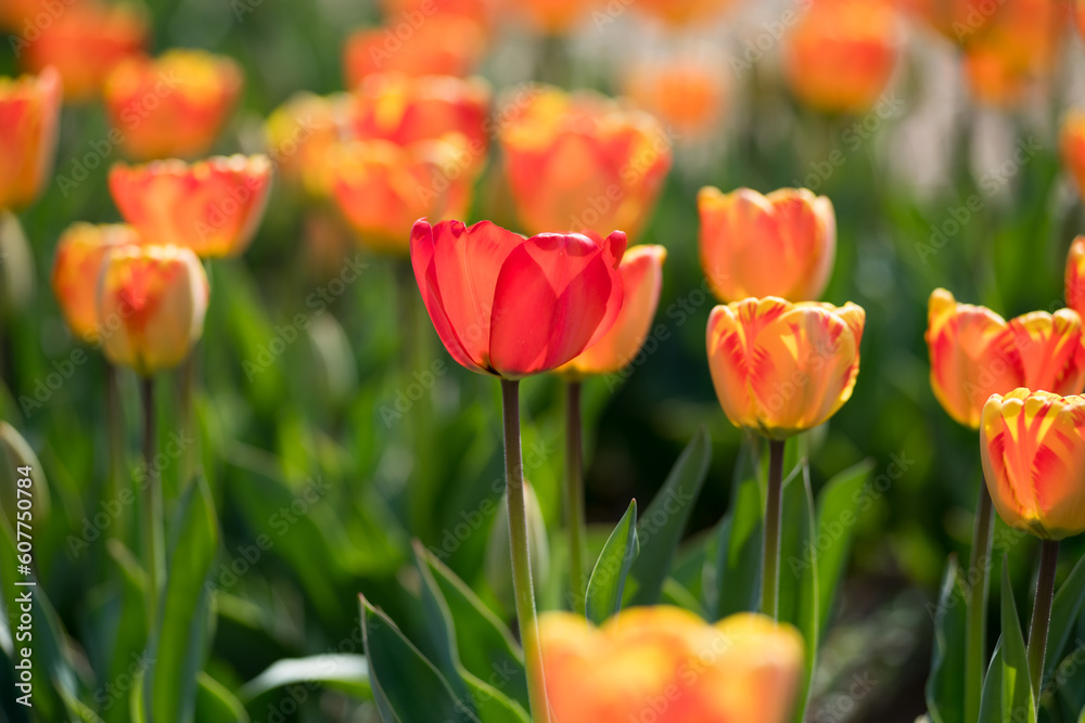 Colourful orange tulips growing outdoors in a field Colourful orange tulips growing outdoors in a field
