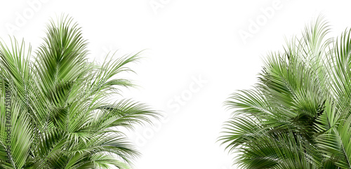 Palm tree leaves in 3d rendering
