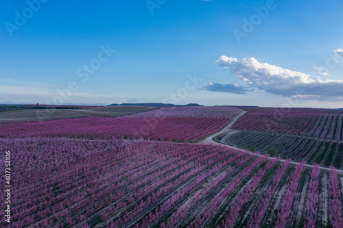 Peach fields in spring